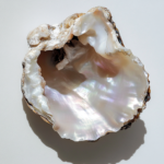 white mother-of-pearl